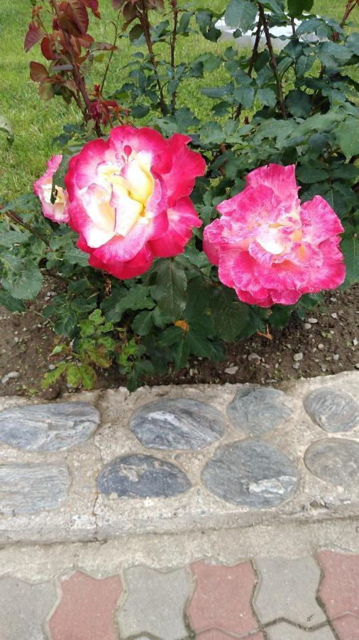 Pensiunea Casa Nina Cîrţişoara Εξωτερικό φωτογραφία